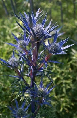 Eryngium Picos Amethyst