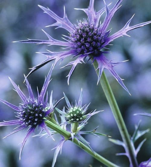 Eryngium Picos Blue