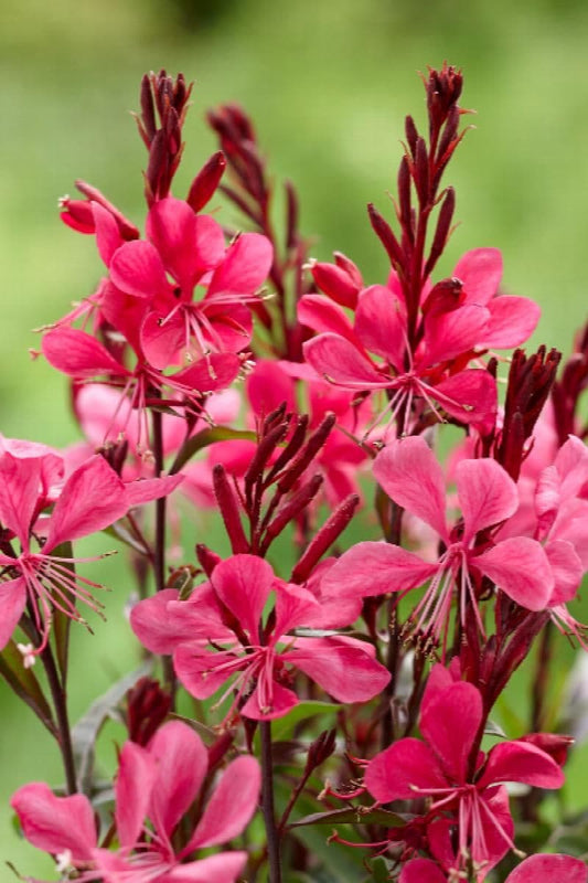Gaura Gaudi Red