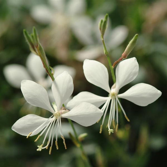 Gaura Gaudi White