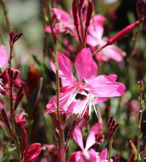 Gaura Little Janie