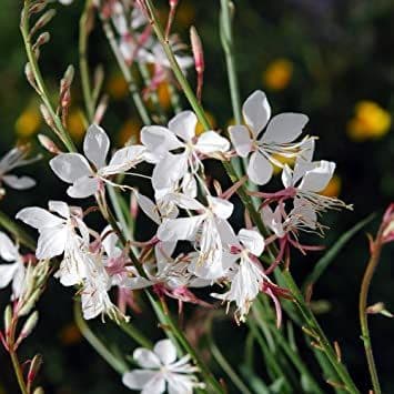 Gaura Sparkle White