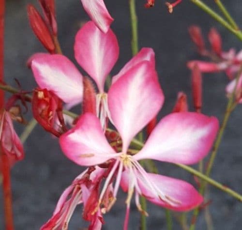Gaura Summer Emotions