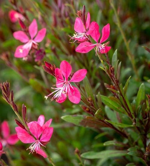 Gaura Whiskers Deep Rose