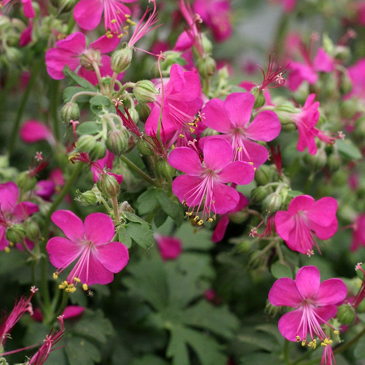 Geranium Intense – Gardeners Delight Nursery