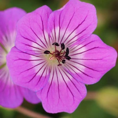 Geranium Kelly Anne