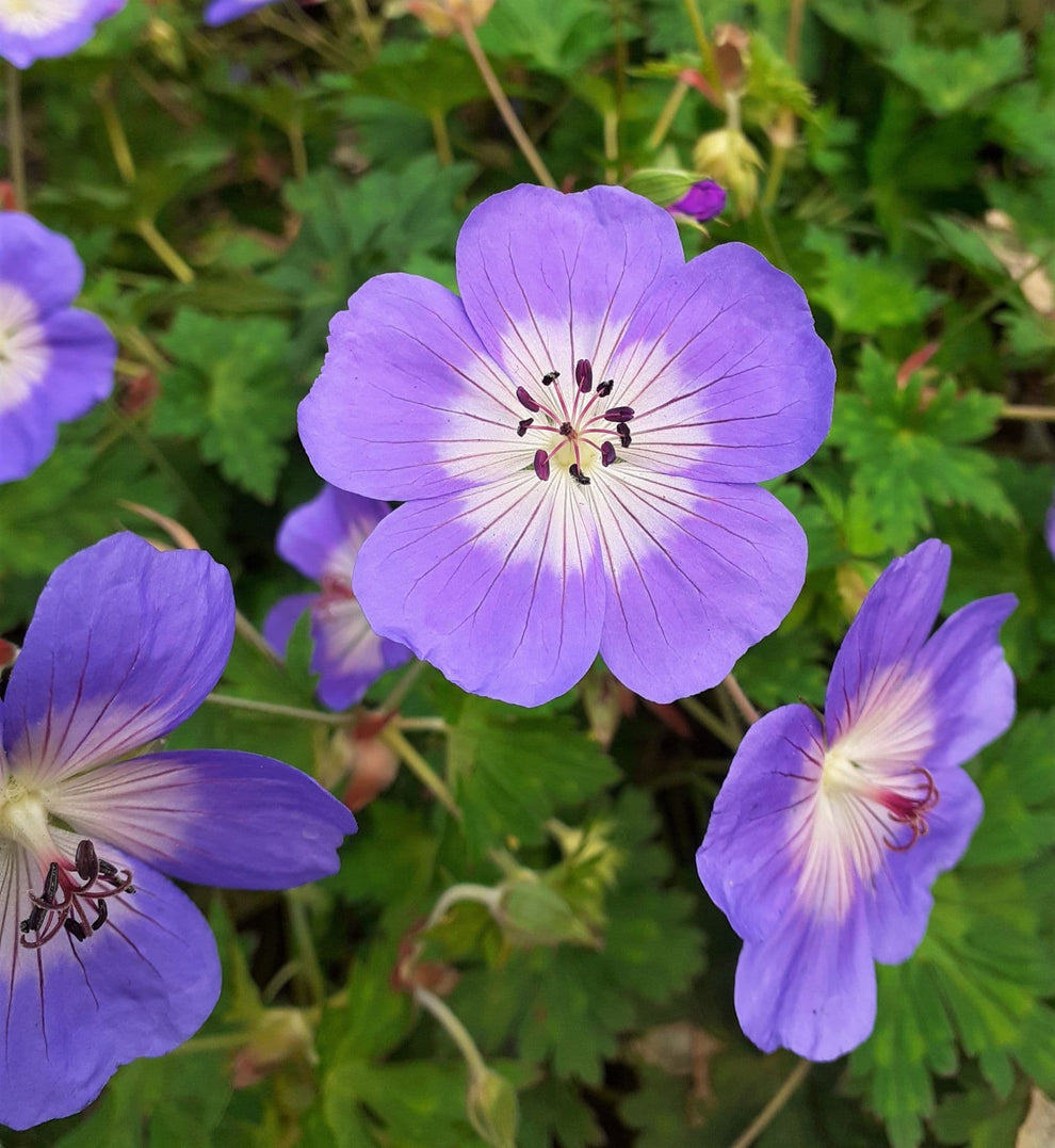 Geranium Rozanne – Gardeners Delight Nursery