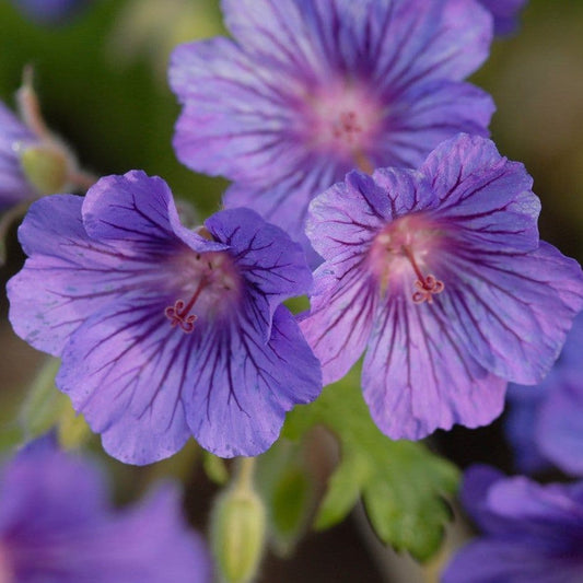 Geranium Sabani Blue