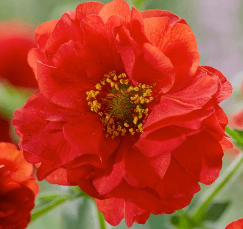Geum Firestarter