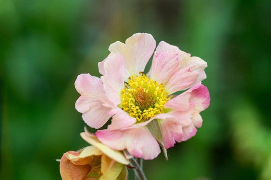 Geum Mai Tai