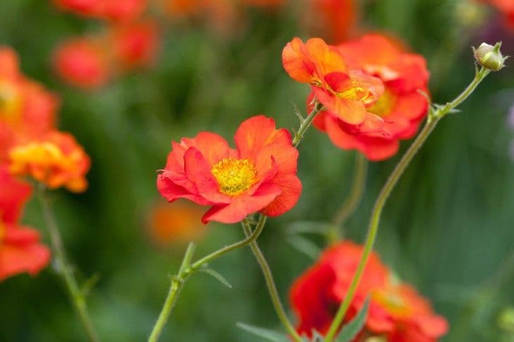 Geum Scarlet Tempest