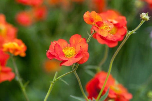 Geum Scarlet Tempest