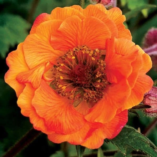 Geum Tempo Orange