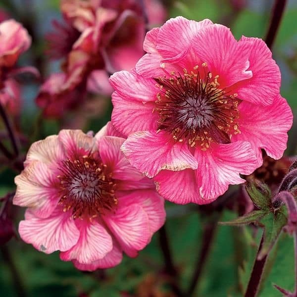 Geum Tempo Rose