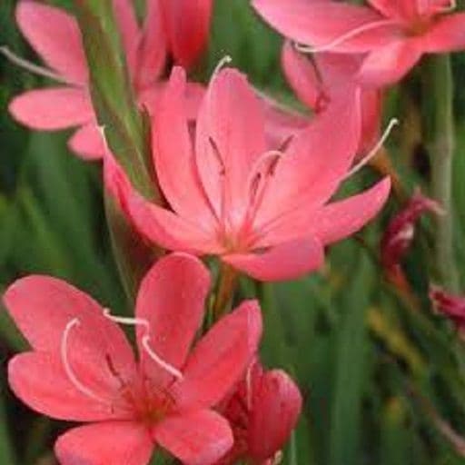Hesperantha fenland Day Break