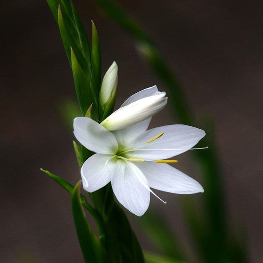 Hesperantha Ice Maiden