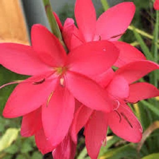 Hesperantha Oregon Sunset