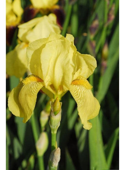 Iris Bearded Benton Apollo
