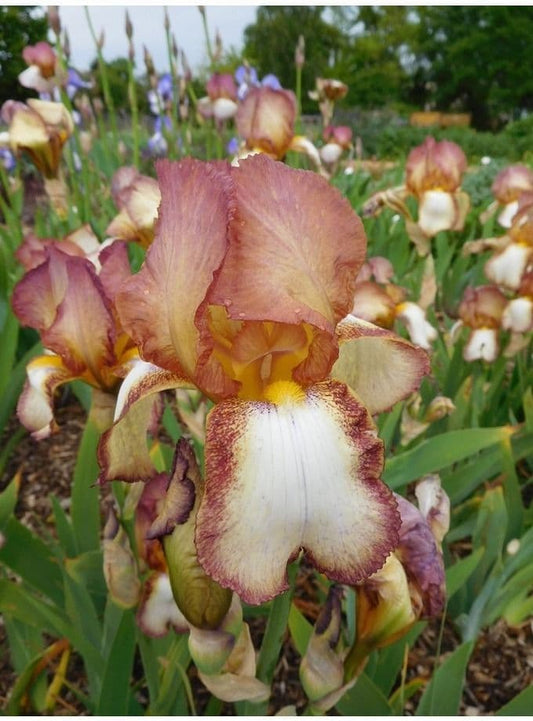 Iris Bearded Benton Arundel