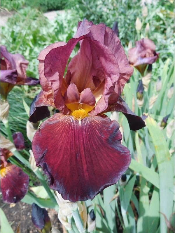 Iris Bearded Benton Caramel