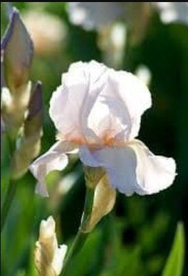 Iris Bearded Benton Cordelia