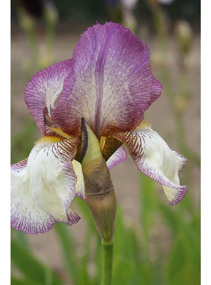 Iris Bearded Benton Lorna