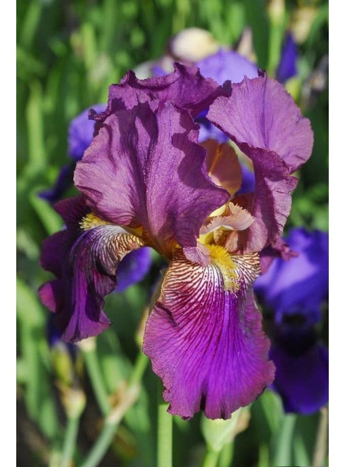 Iris Bearded Benton Menace