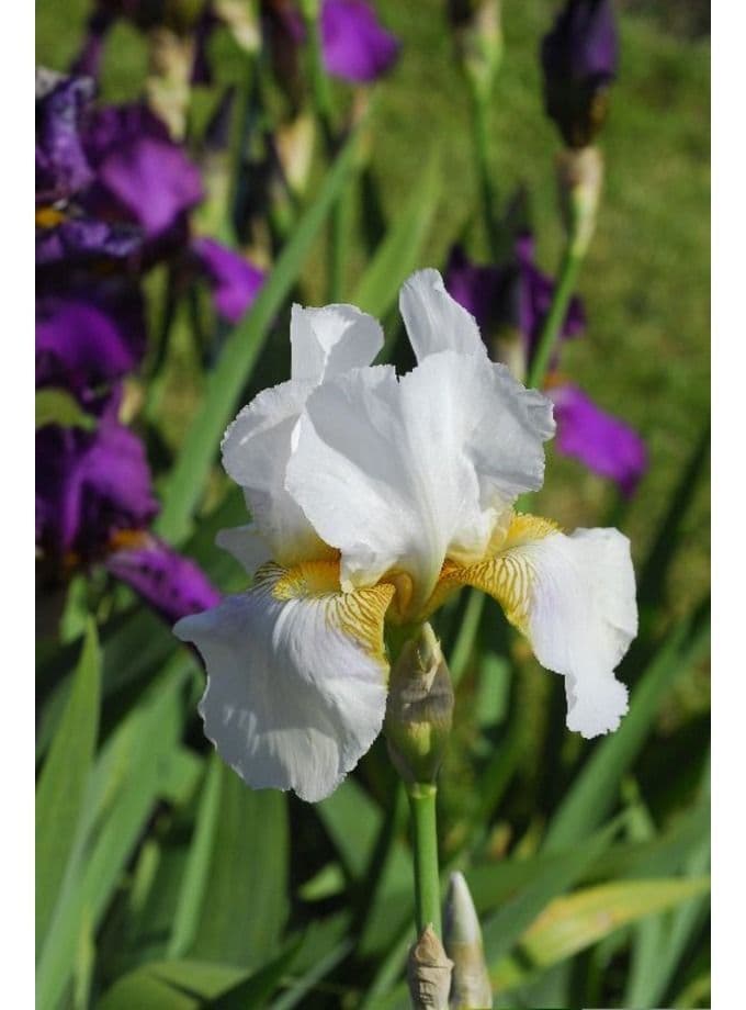 Iris Bearded Benton Pearl