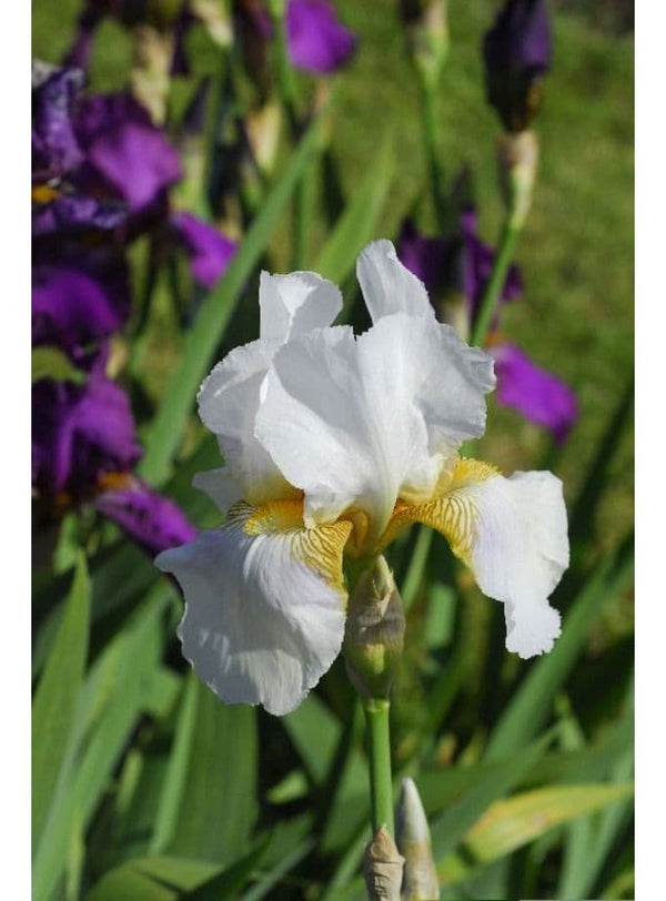 Iris Bearded Benton Pearl – Gardeners Delight Nursery