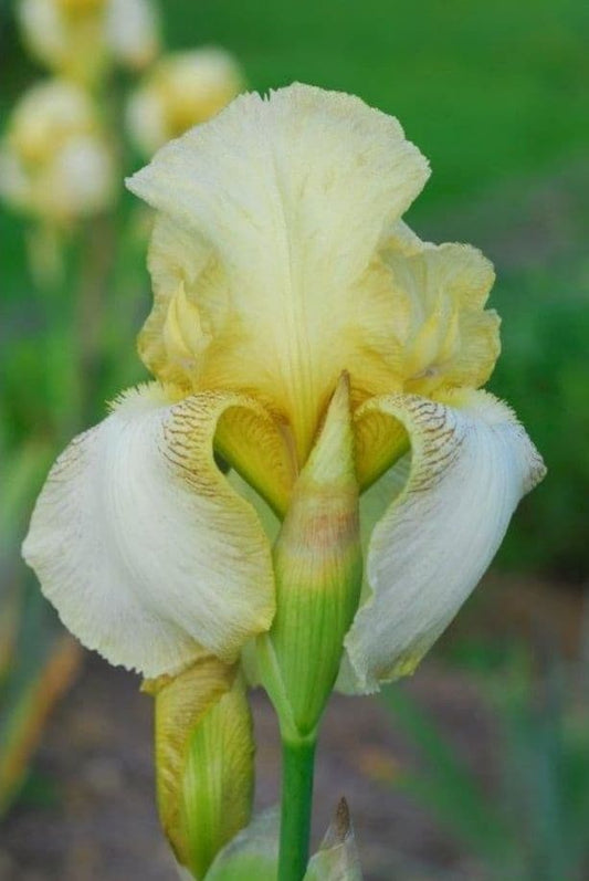 Iris Bearded Benton Primrose