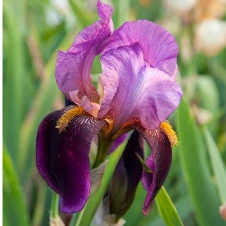 Iris Bearded Benton Storrington