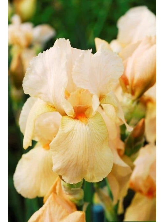 Iris Bearded Benton Strathmore