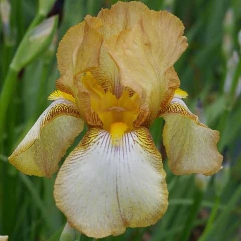 Iris Bearded Benton Susan