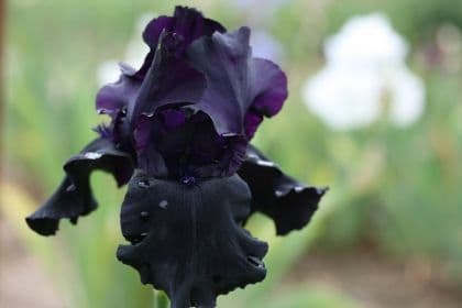Iris Bearded Black Tie Affair