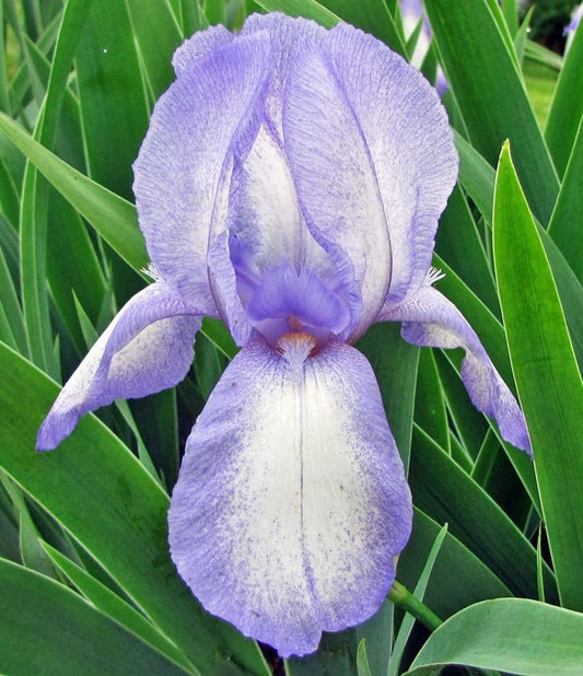 Iris Bearded Blue Shimmer