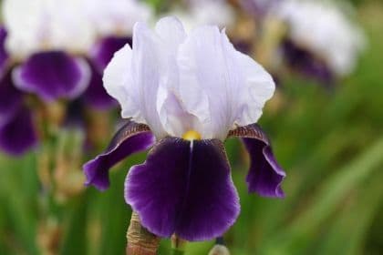 Iris Bearded Braithwaite