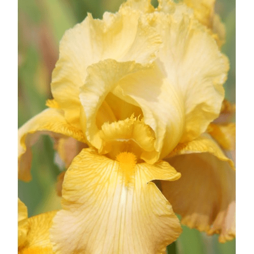 Iris Bearded Butterscotch Kiss