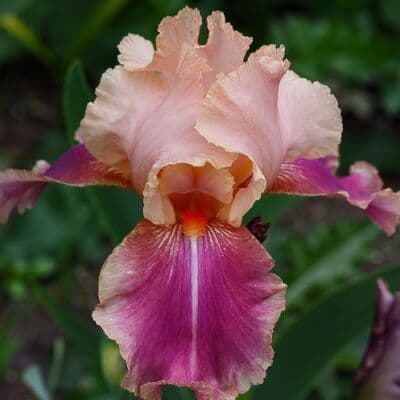 Iris Bearded Carnaby