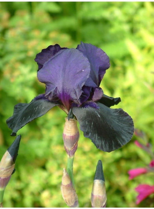 Iris Bearded Deep Black