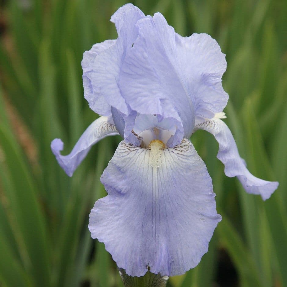 Iris Bearded Jane Phillips