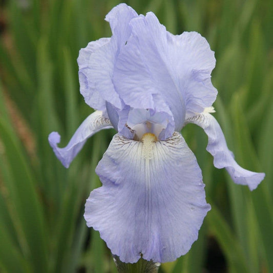Iris Bearded Jane Phillips