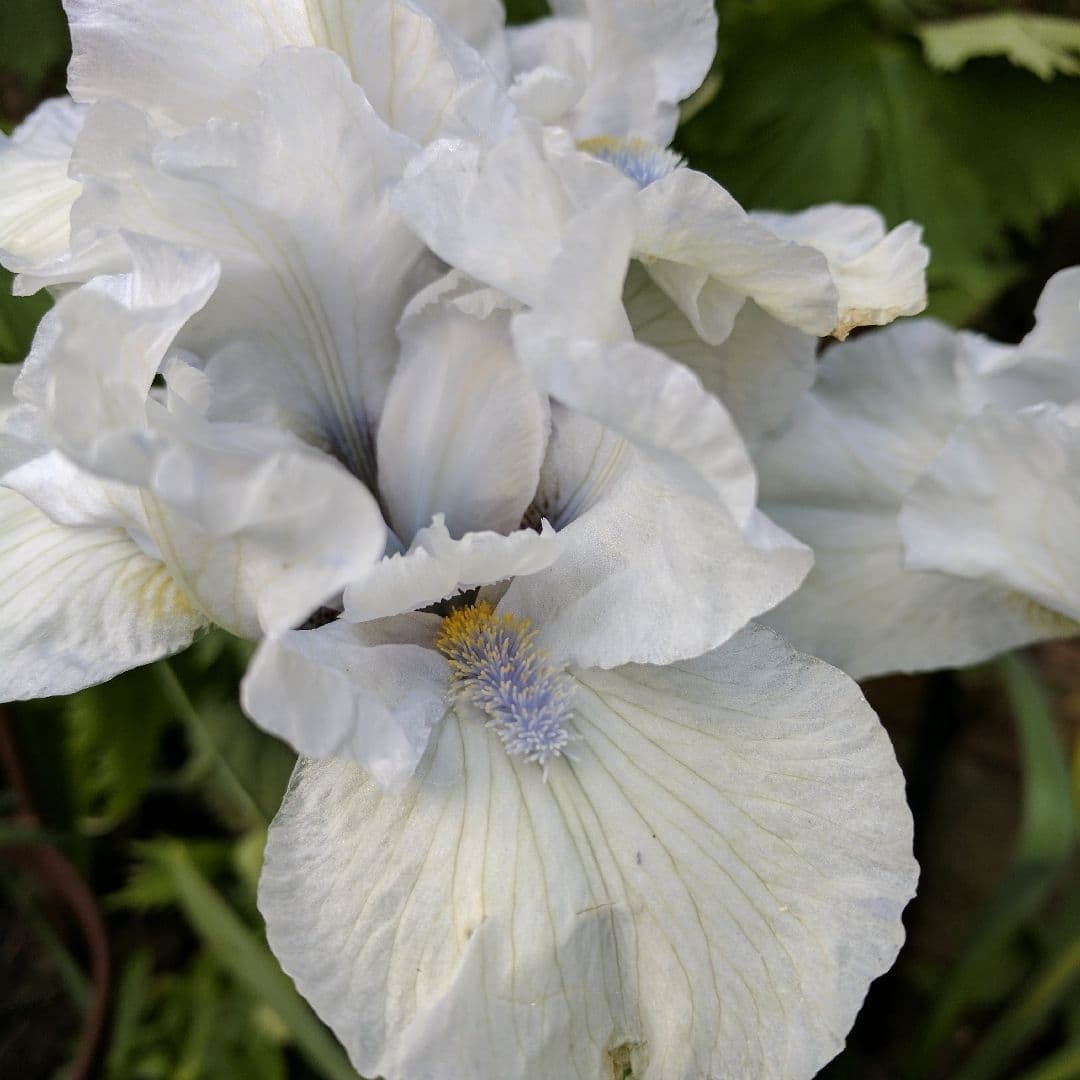 Iris Bearded Loves Tune