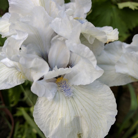 Iris Bearded Loves Tune