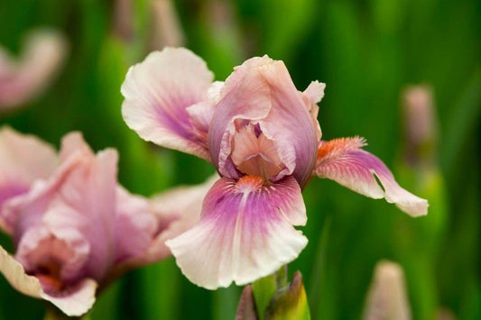 Iris Bearded Raspberry Blush
