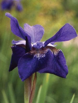 Iris sibirica Ceasers Brother