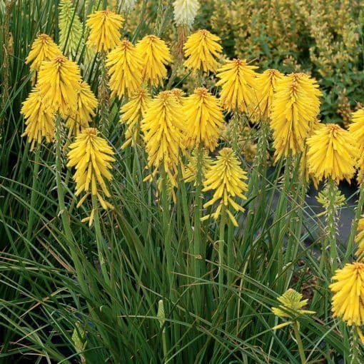 Kniphofia Banana Popsicle