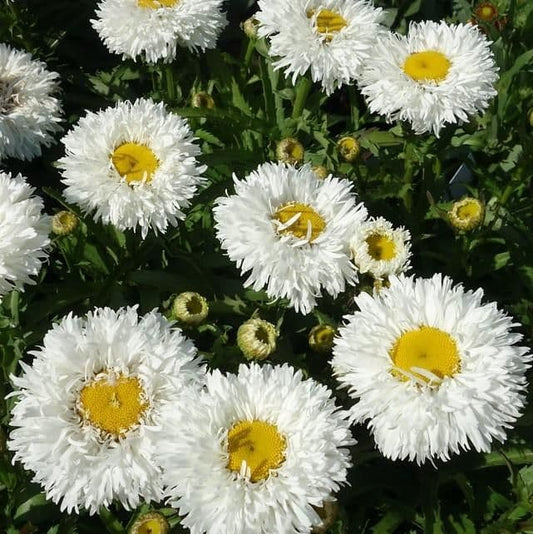 Leucanthemum Ooh La la Spider