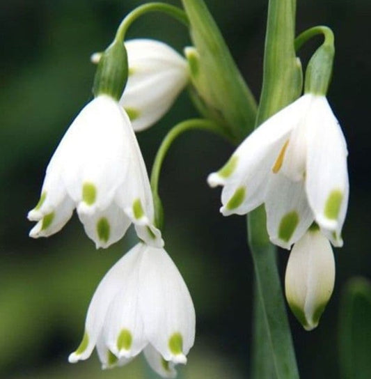 Leucojum Gravetye Giant