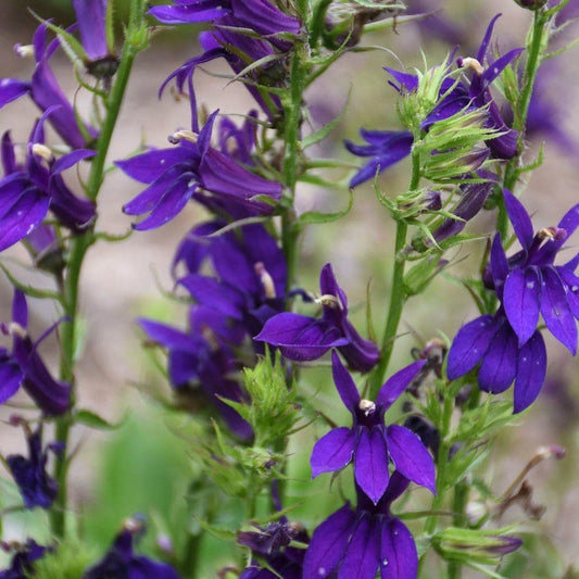 Lobelia Starship Blue