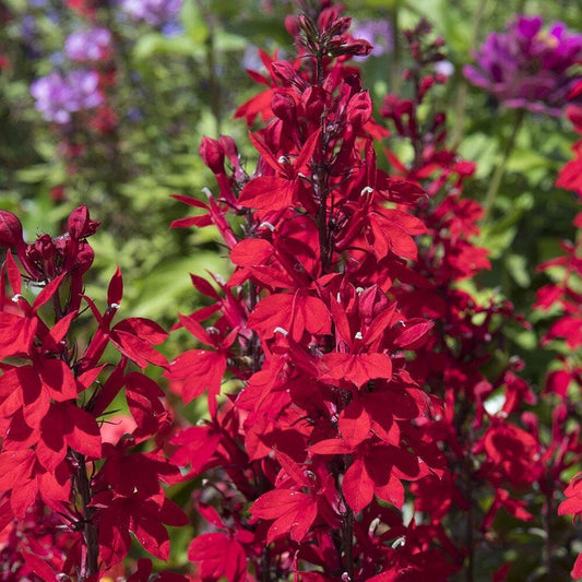 Lobelia Starship Burgandy